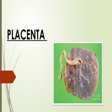 Placenta development | PPTX