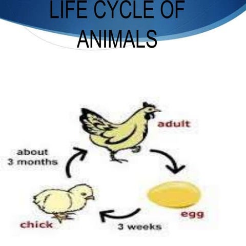Life cycle of animals