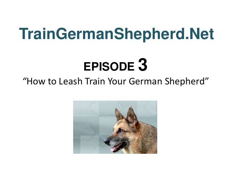 leash training german shepherd