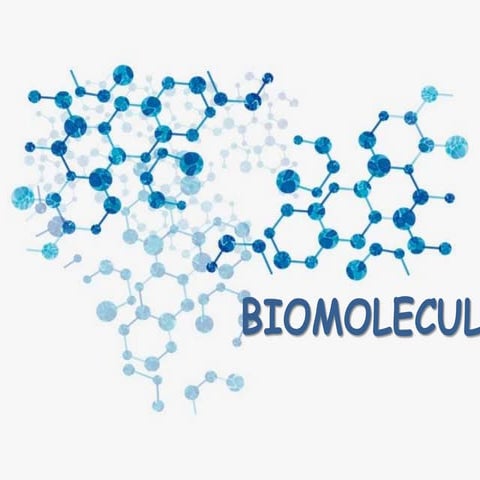 enzyme catalyzed reactions