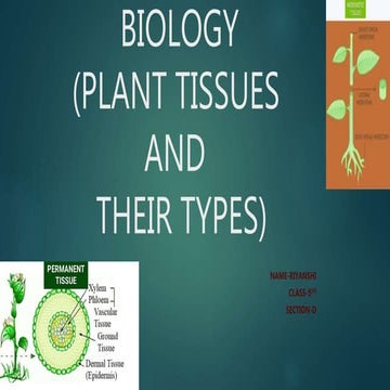 Plant tissues | PPTX
