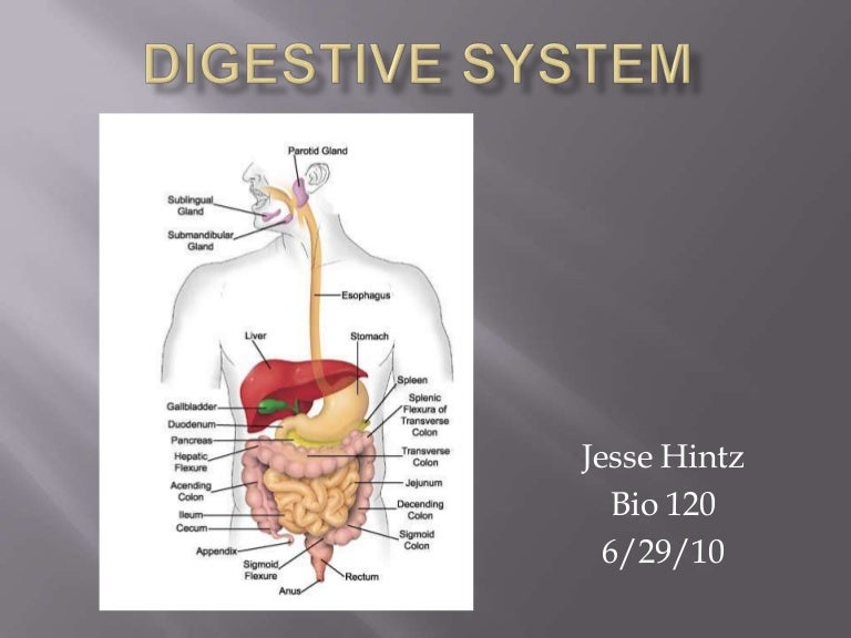Presentation 8 digestive system