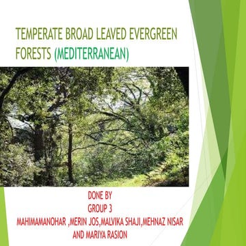 Evergreen forest | PPT