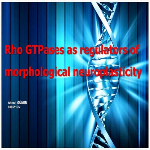 Rho GTPases as regulators of morphological neuroplasticity
