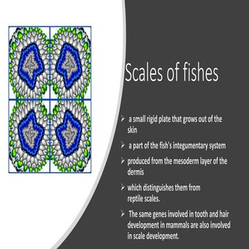 types of fishes scales