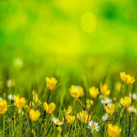 History of Romantic Literature Presented by Legends Group 