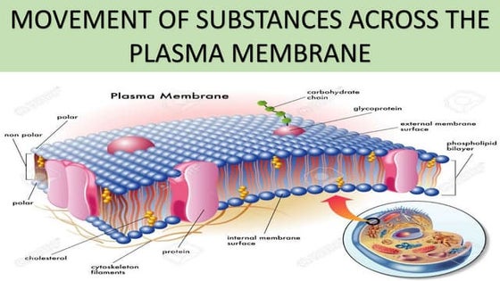 Chapter 3 Movement Of Substances Across Plasma Membrane Essay On