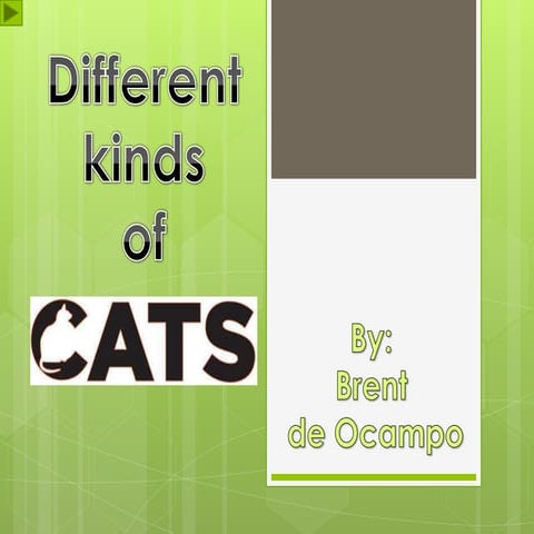 Presentation Cats Pptx
