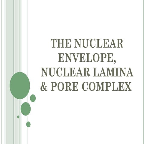 nuclear envelope 
