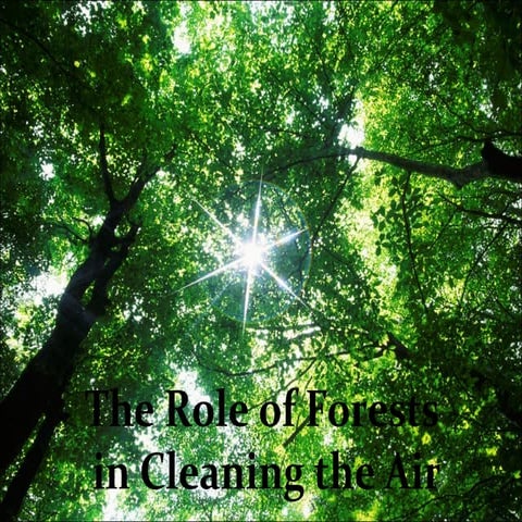 Role of Trees in Cleaning the Air