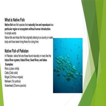 Golden Masheer (Tor putitora): Pakistan’s National Fish | PDF