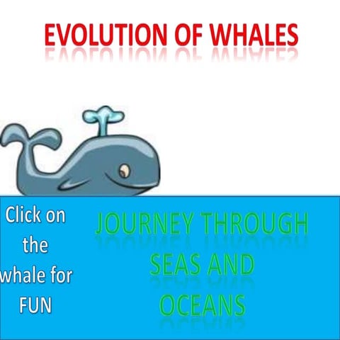 Presentation (evolution of whales)