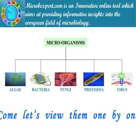 Microorganisms Science Chapter Class 8 CBSE | PPTX