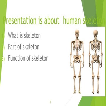 Presentation is human skeleton.pptx