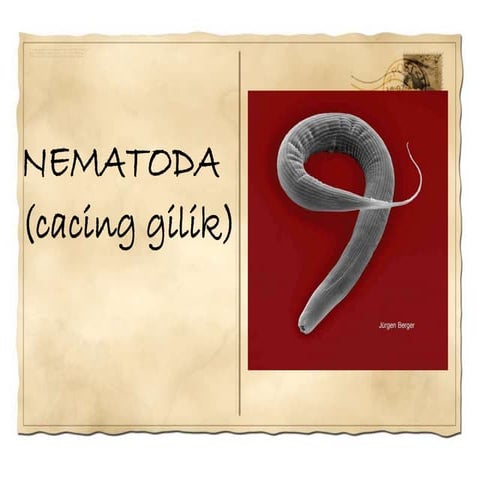 Presentation nematoda