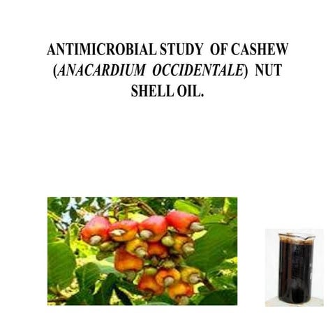 Business plan on cashew nuts | PPTX