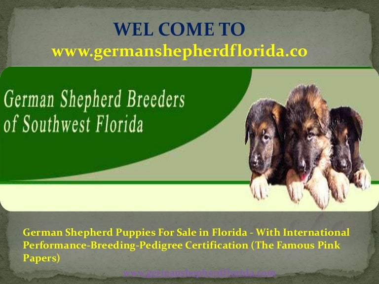german shepherd puppies for sale by breeders