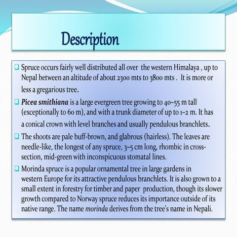Presentation on  picea smithiana
