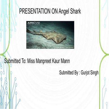 Presentation  on angel shark