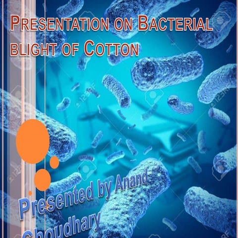  Bacterial blight of cotton