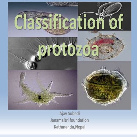 Presentation on classification of protozoa 