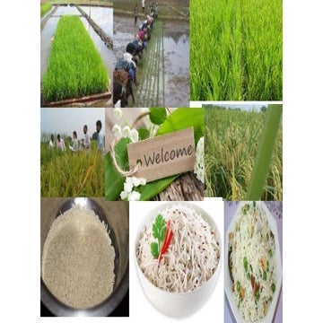 RICE BREEDING
