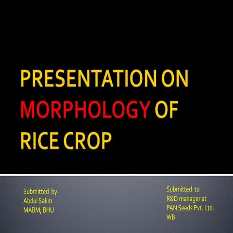 Presentation on morphology of rice plant