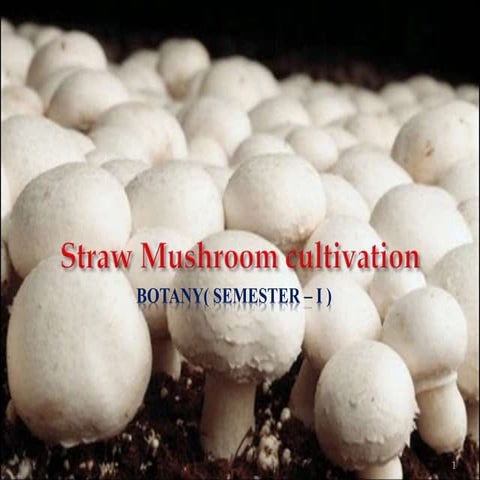 Button Mushroom cultivation.ppt