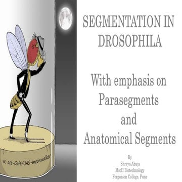 Segmentation in Drosophila melanogaster 