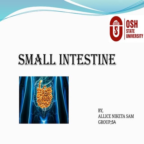 Presentation small intestine.pptx rfrggtggg | PPTX