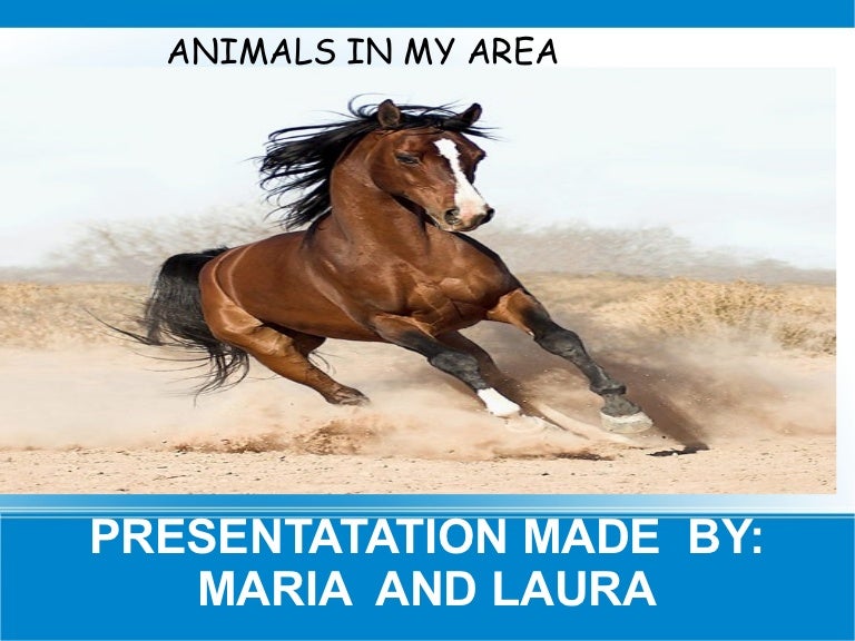 Presentation the horse