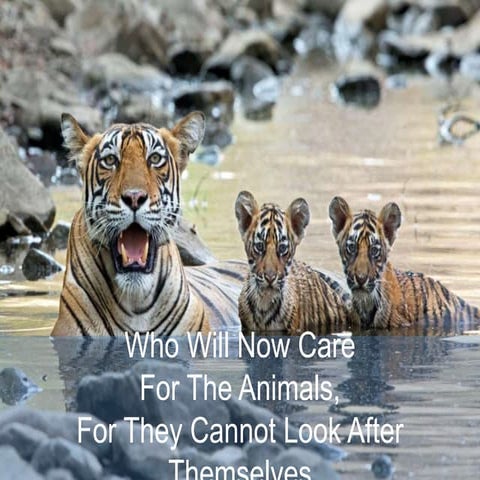 Animal timing. Animal rights | PDF