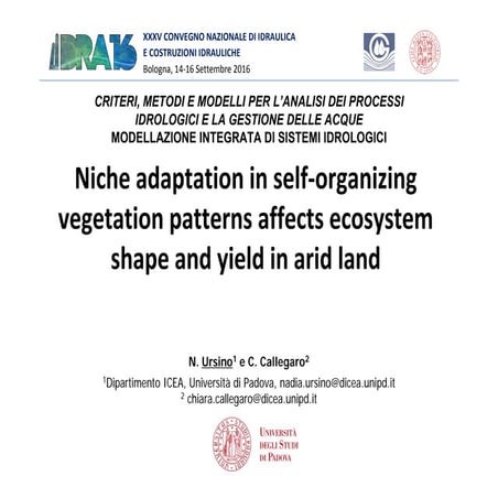 Self organising vegetation patterns