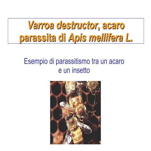 Varroa destructor
