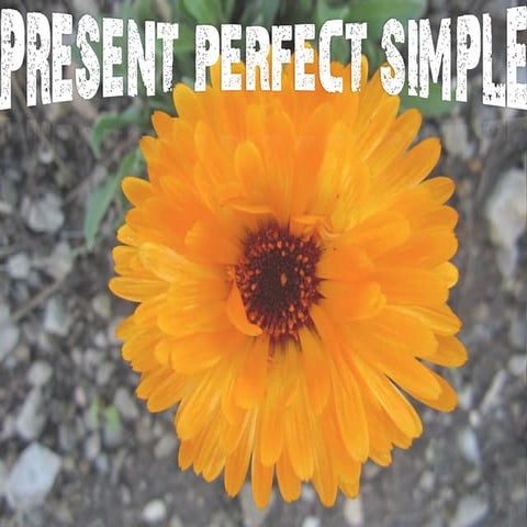 Present perfect simple 3º eso