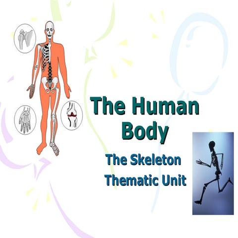Human Body Skeleton