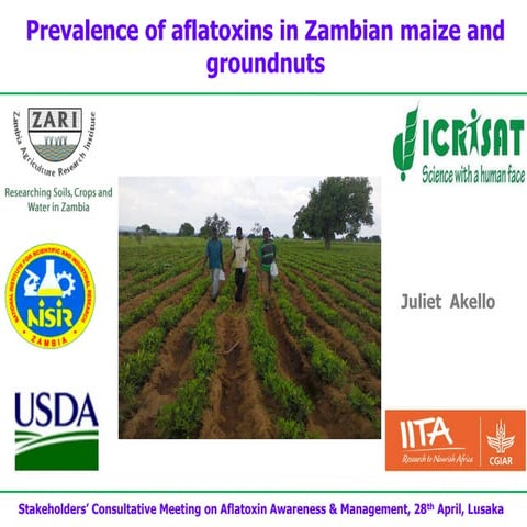 Prevalence of aflatoxins in Zambian maize and groundnuts 