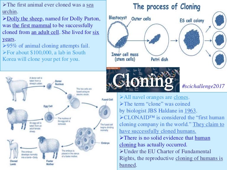 Interesting facts about cloning scichallenge2017