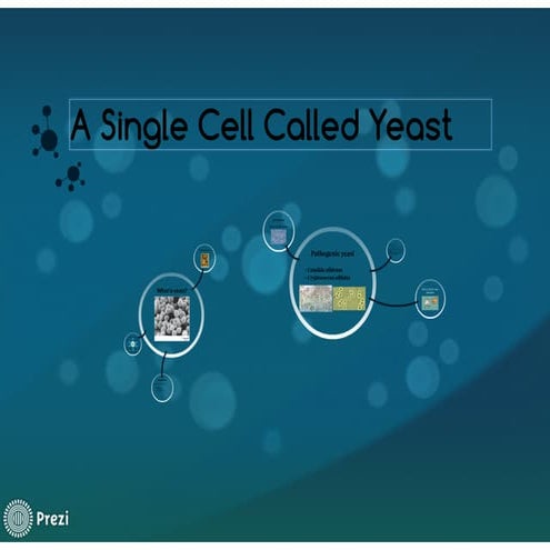 A single cell called yeast
