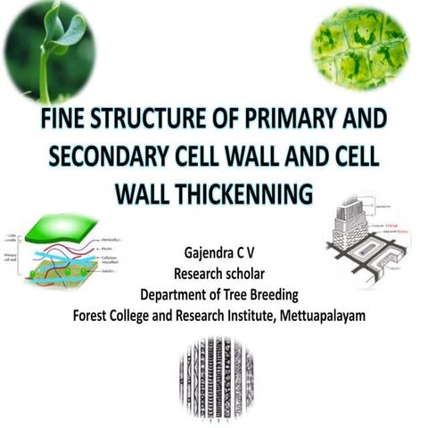 Primary and secondary cell wall