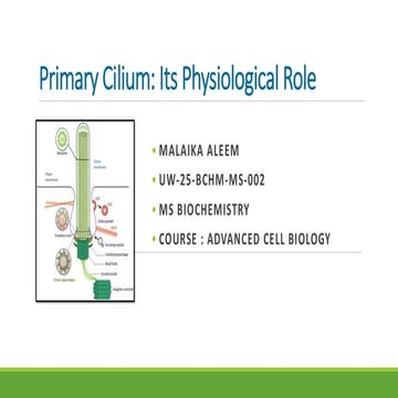 The Primary Cilium: Structure, Function, and Role in Health and Disease ...