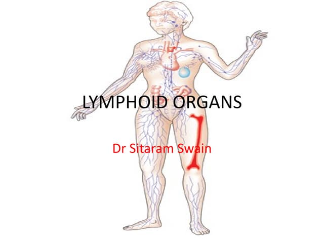Primary Lymphoid organs.
