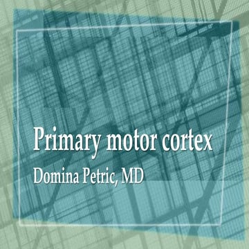Primary motor cortex