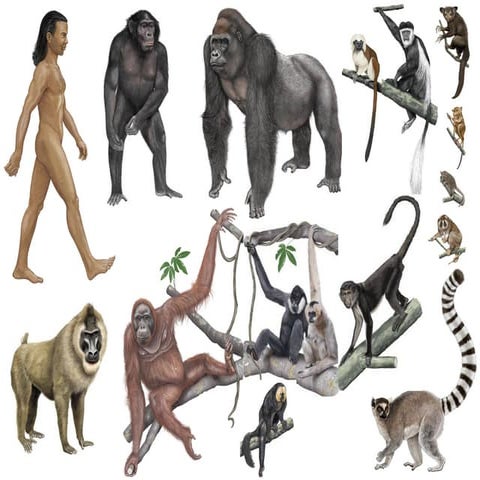 Πρωτεύοντα - Primates | PPS