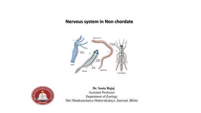 Primitive,diffused & advance Nervous system in Non chordata.pptx