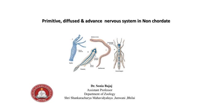 Primitive,diffused & advance Nervous system in Non chordata.pptx