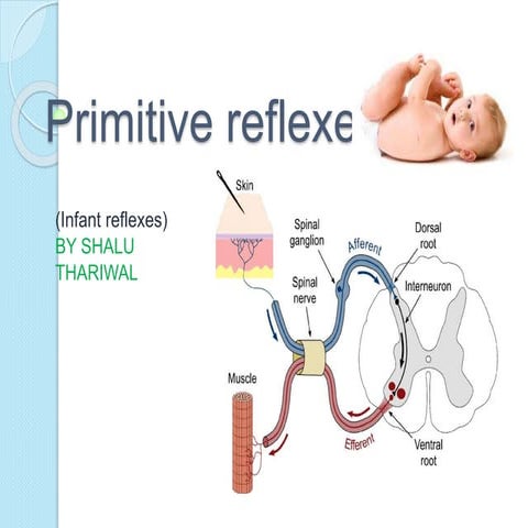 Primitive reflexes | PPT
