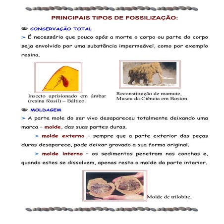 Principais tipos de fossilização