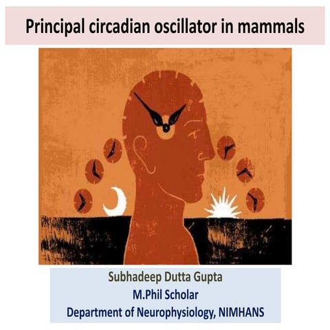 Principal circadian oscillators in mammals.