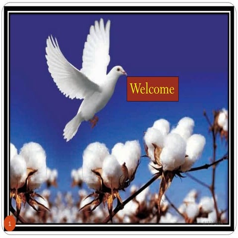 Priorities of breeding approaches in bt cottons.dr. yanal alkuddsi